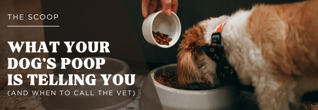 A close-up of a person's hand pouring dry kibble into a dog's food bowl, with a small dog eagerly eating, relevant to pet health and digestion in Sarasota and Manatee counties.