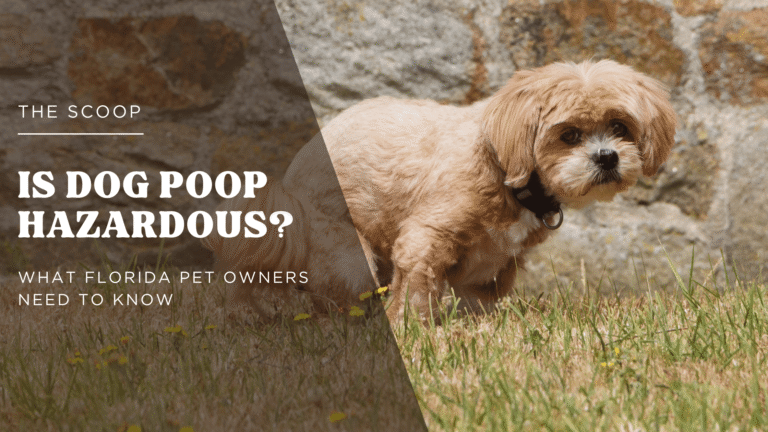 Is Dog Poop Hazardous? What Florida Pet Owners Need to Know