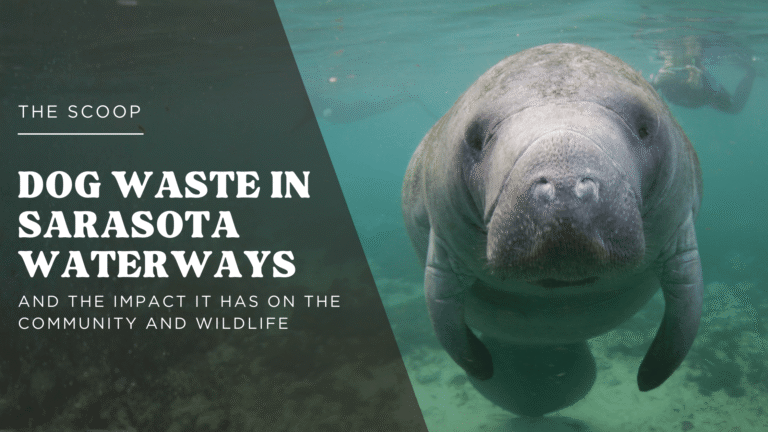 Dog Waste In Sarasota Waterways: The Harmful Impact